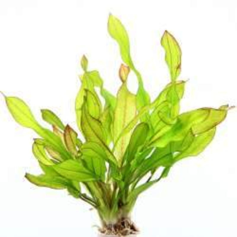 Dennerle Echinodorus Green Chamaleon in Pot