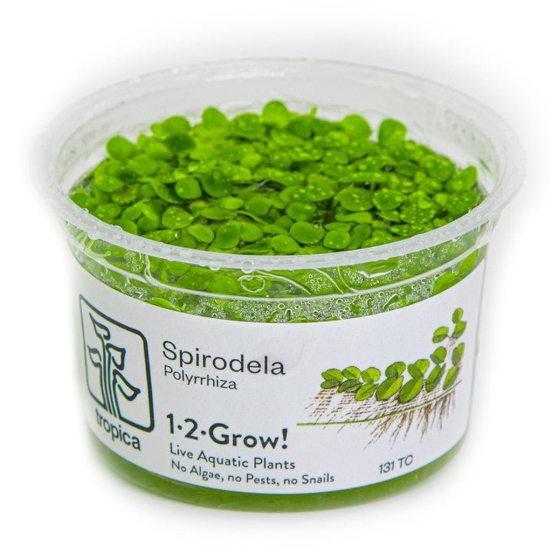 Tropica Spirodela polyrrhiza 1-2-Grow!