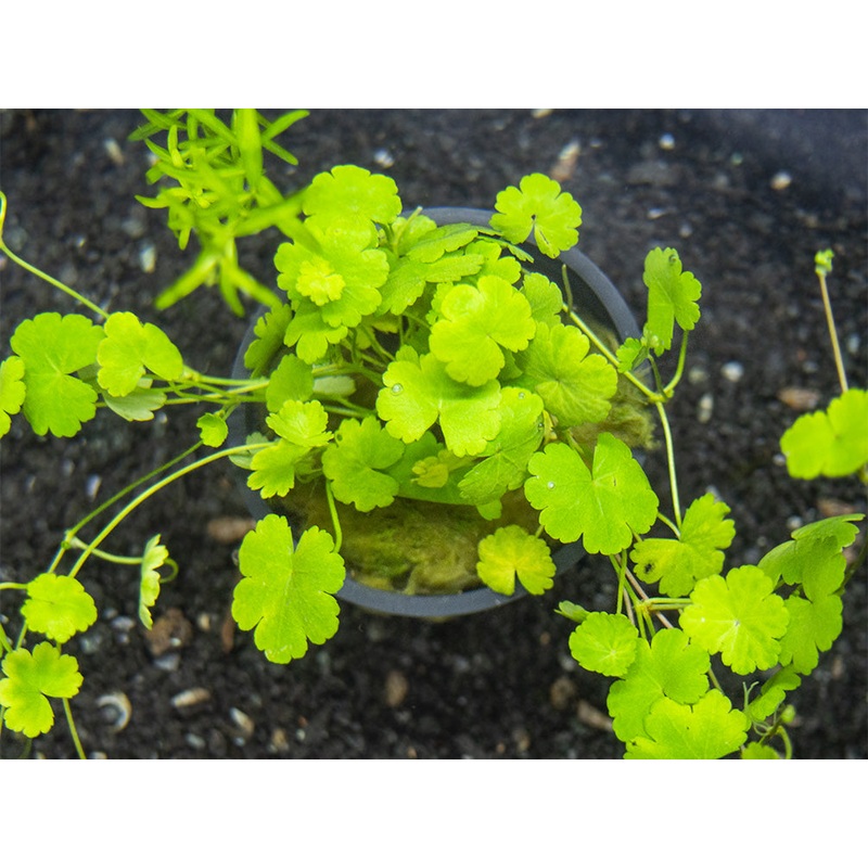 Japanese Dwarf Pennywort (Hydrocotyle tripartita var. Japan), potted