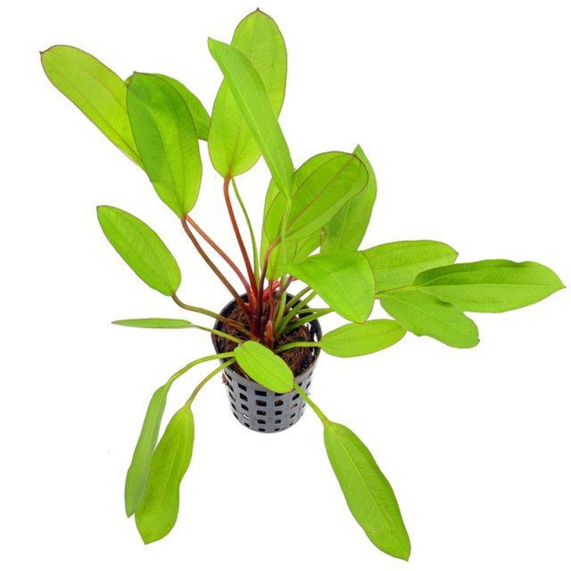 TCulture Echinodorus Green Chameleon (Pot)