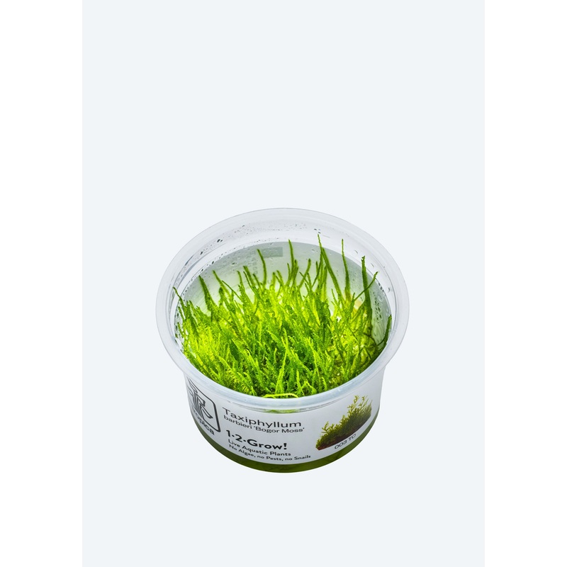 1-2-Grow! Taxiphyllum barbieri
