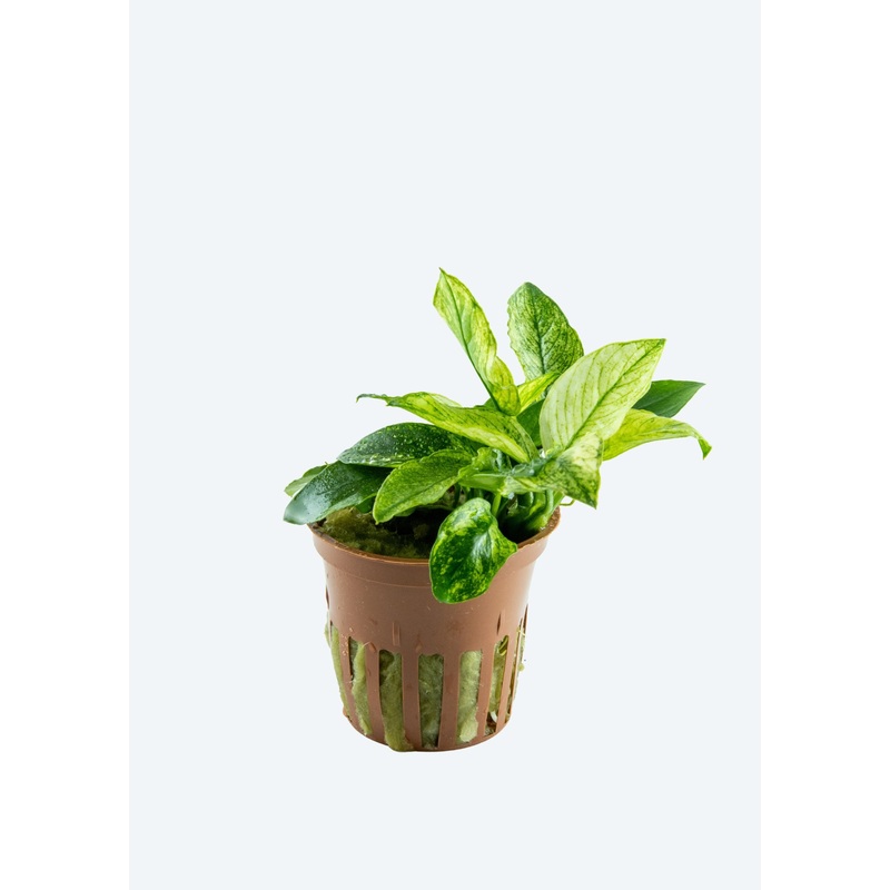 Anubias barteri Pinto’