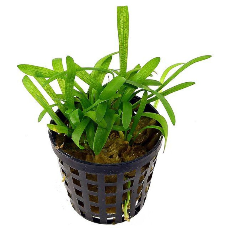 TCulture Sagittaria Subulata (Pot/TC Cup)