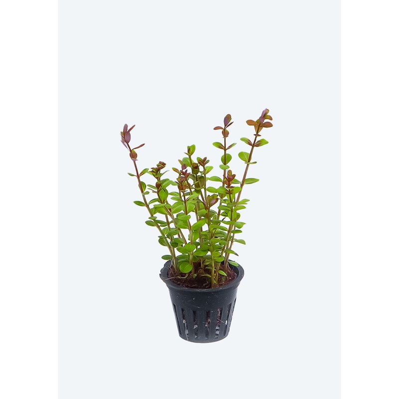 Rotala Hra