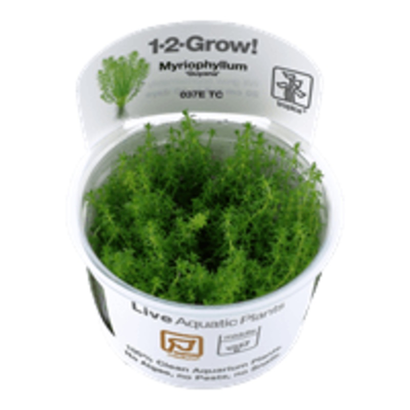 Tropica Myriophyllum Mattogrossense 1-2-Grow!