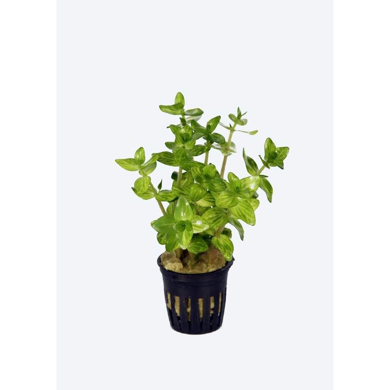 Bacopa lanigera ‘Variegata’