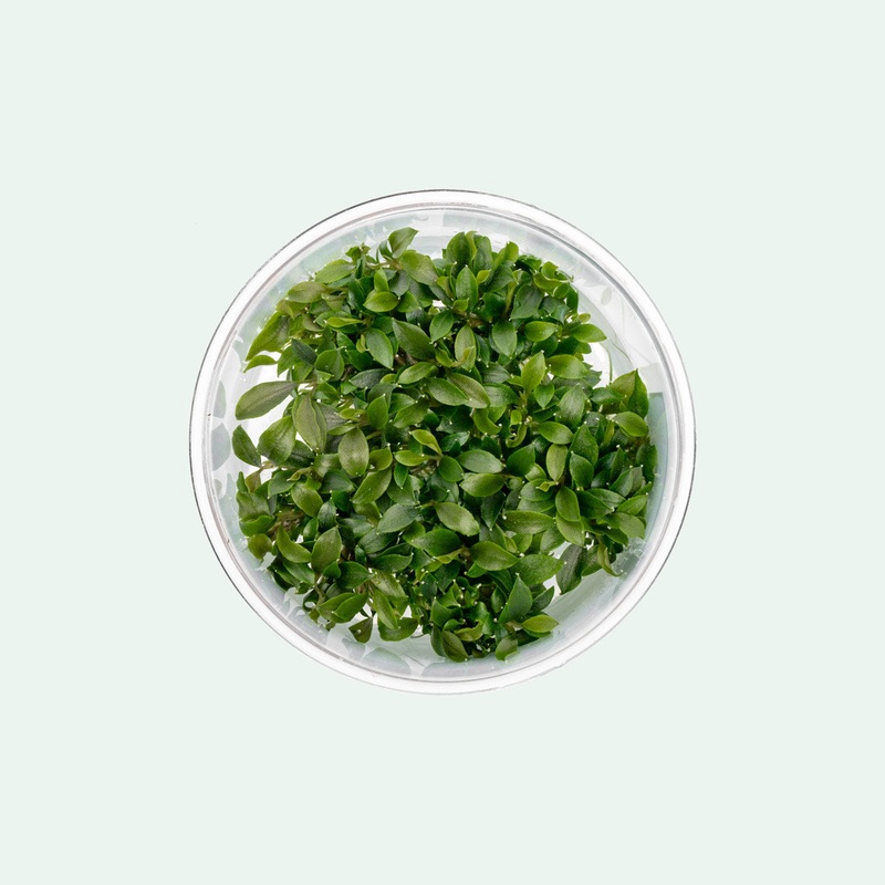 Bucephalandra Sanggau Mini Wavy