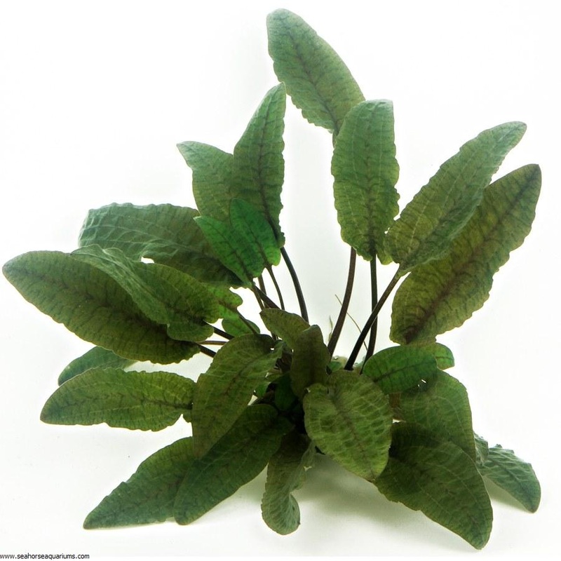 Dennerle Cryptocoryne wendtii Brown ‘Braun’ in Pot