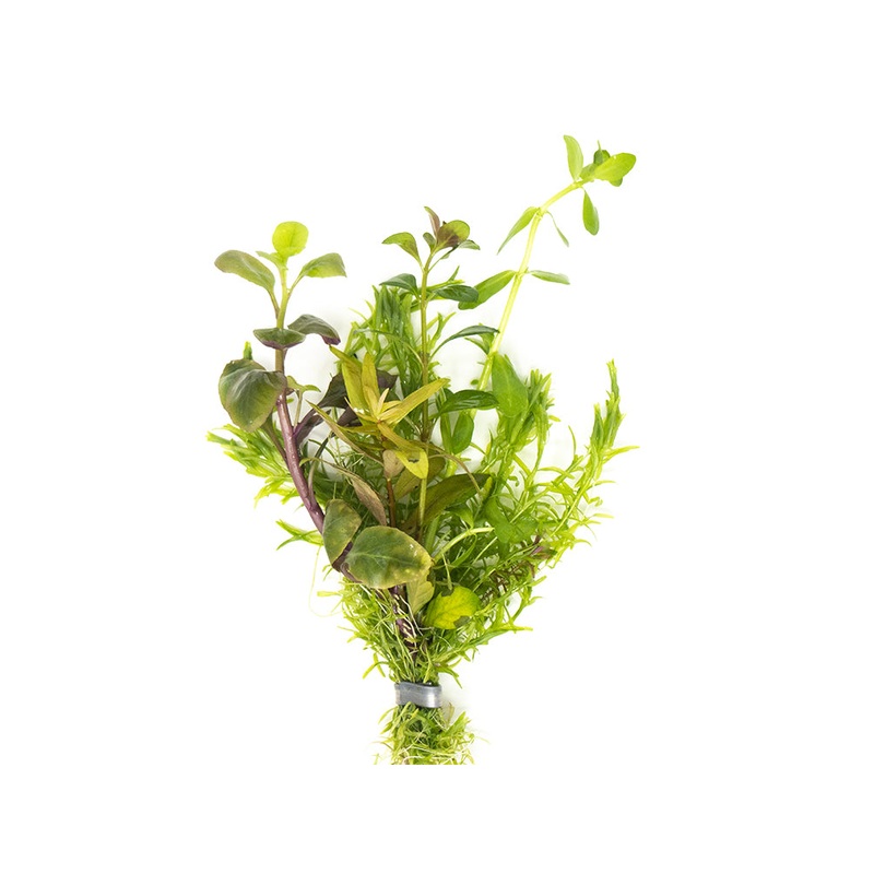 Stem Plant Bouquet, bunched