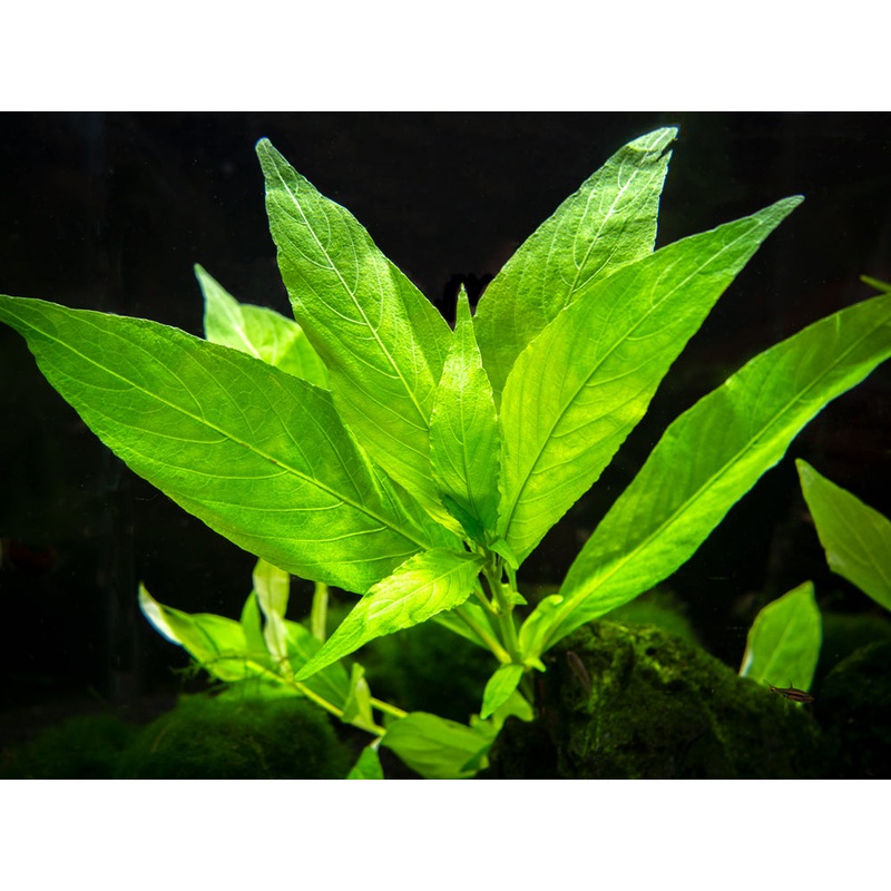 Willow Hygro AKA Giant Hygro AKA Temple (Hygrophila corymbosa “Augustifolia”), bunch