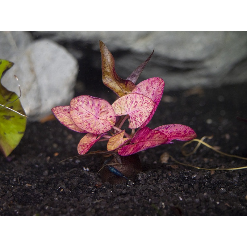 Red Tiger Lotus Aquarium Lily (Nymphaea zenkeri), bulb