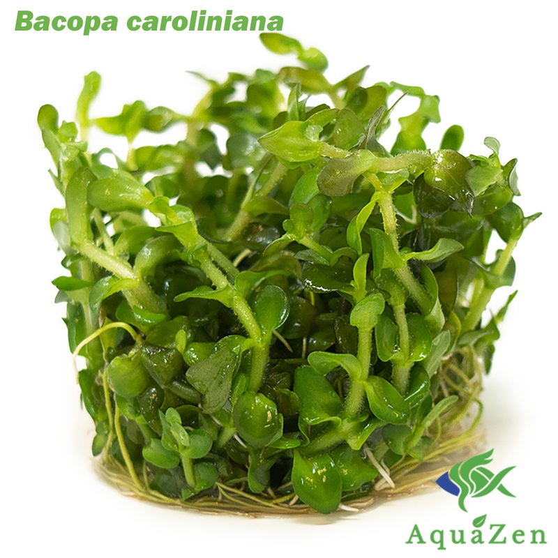 Mint AKA Lemon Bacopa (Bacopa caroliniana) Tissue Culture