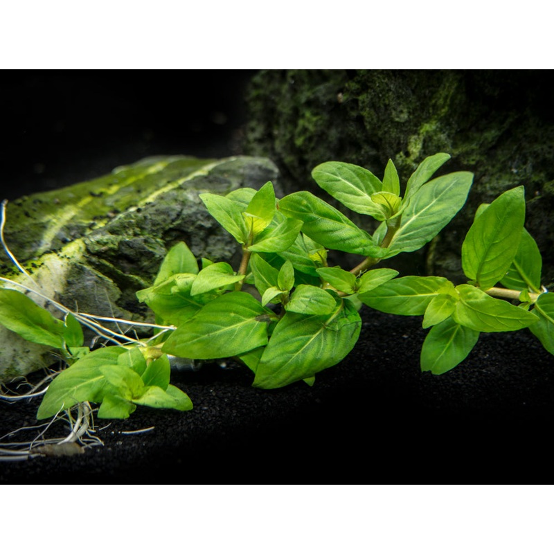 Staurogyne repens (Staurogyne repens), Clump