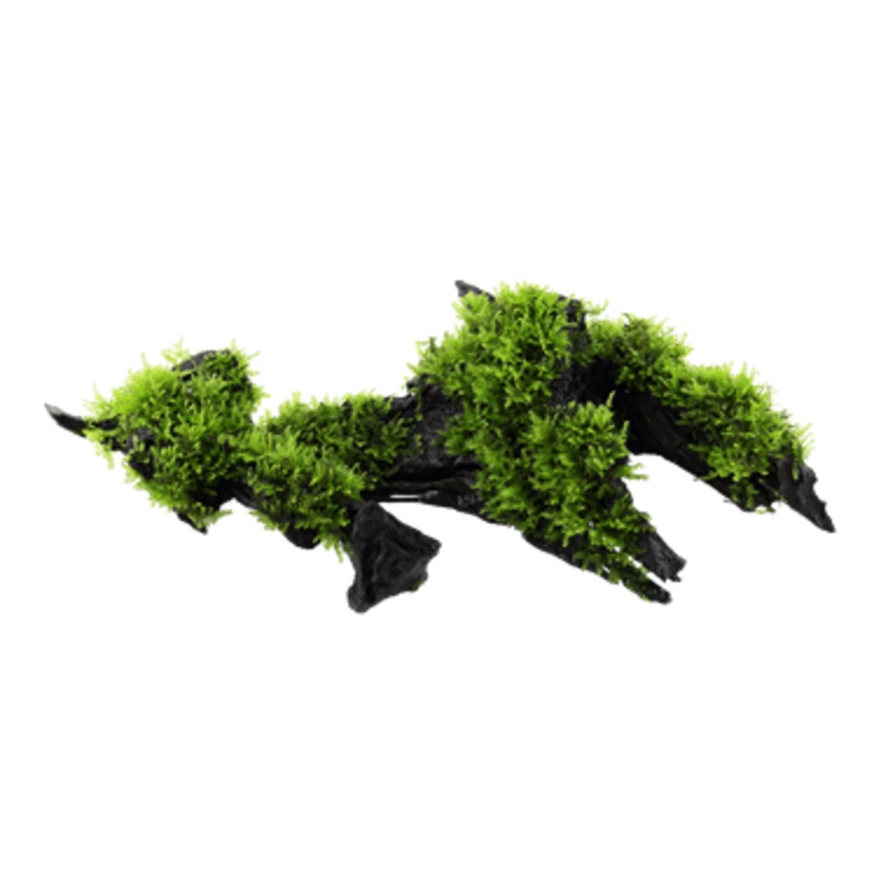 Tropica Vesicularia dubyana ‘Christmas’ on Wood