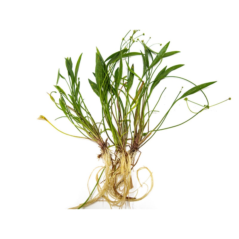 Bolivian Chain Sword (Helanthium bolivianus “Quadricostatus”), Bare Root