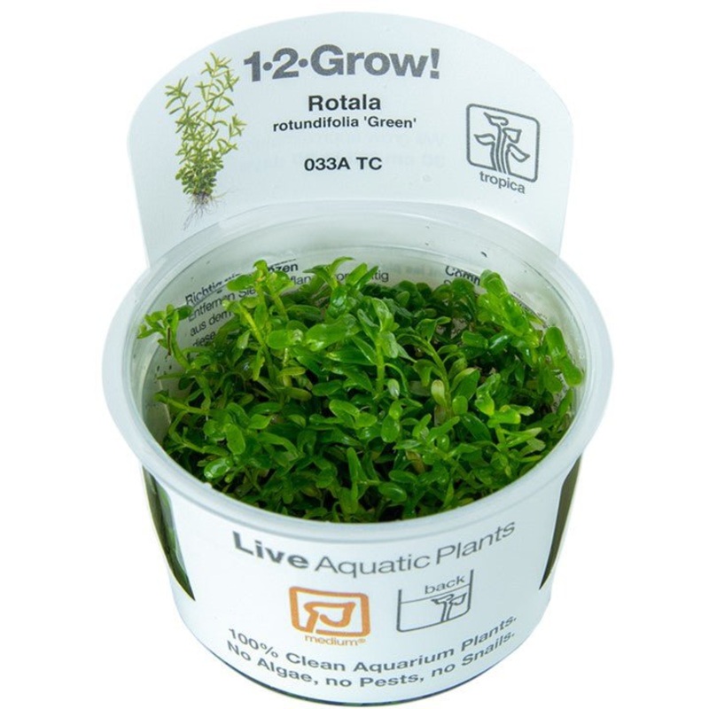 Tropica Rotala rotundifolia ‘Green’ 1-2-GROW!