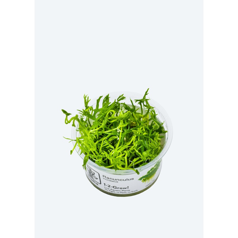 1-2-Grow! Ranunculus inundatus