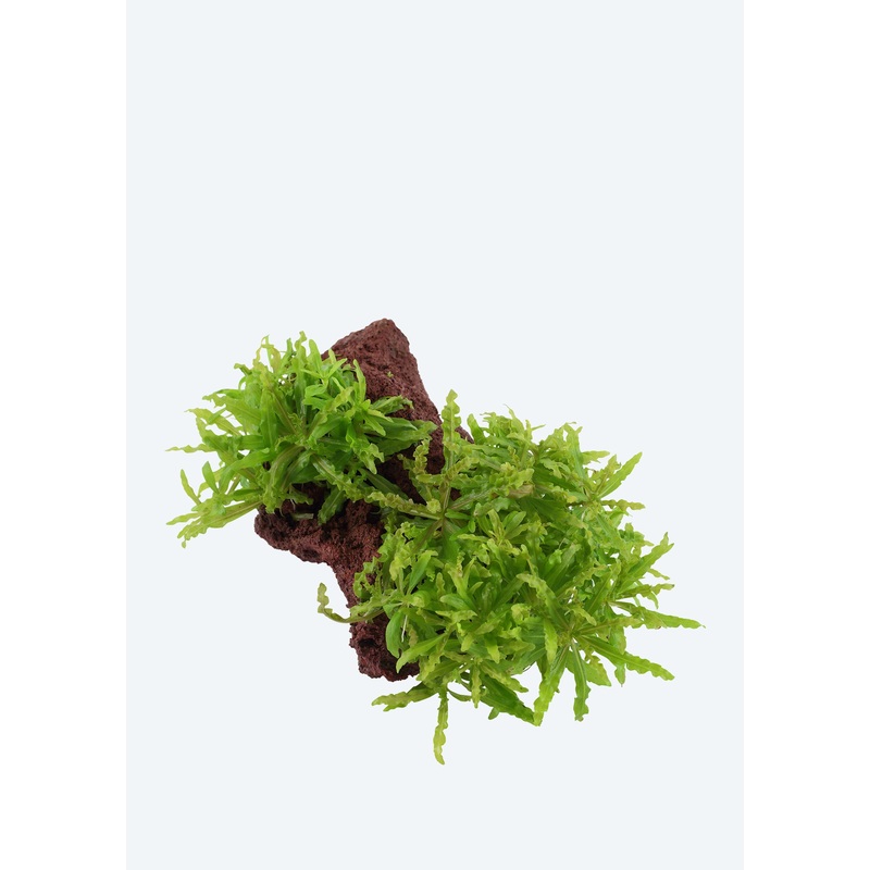 Pogostemon helferi on Stone