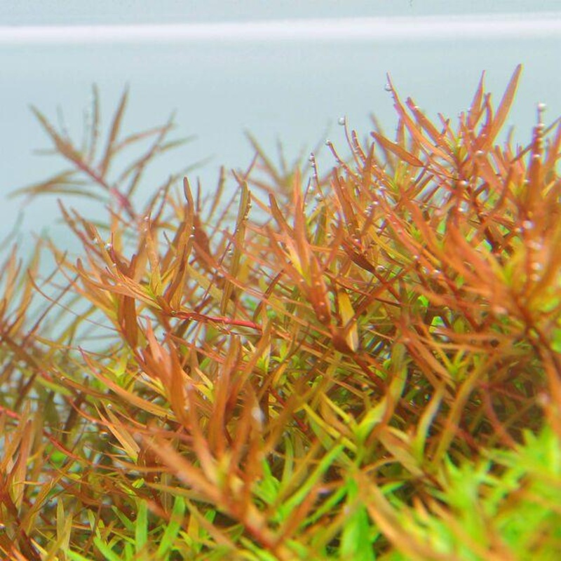 TCulture Rotala H’ra (Pot/TC Cup)