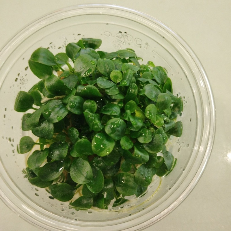 TCulture Schismatoglottis perietoi (TC Cup)