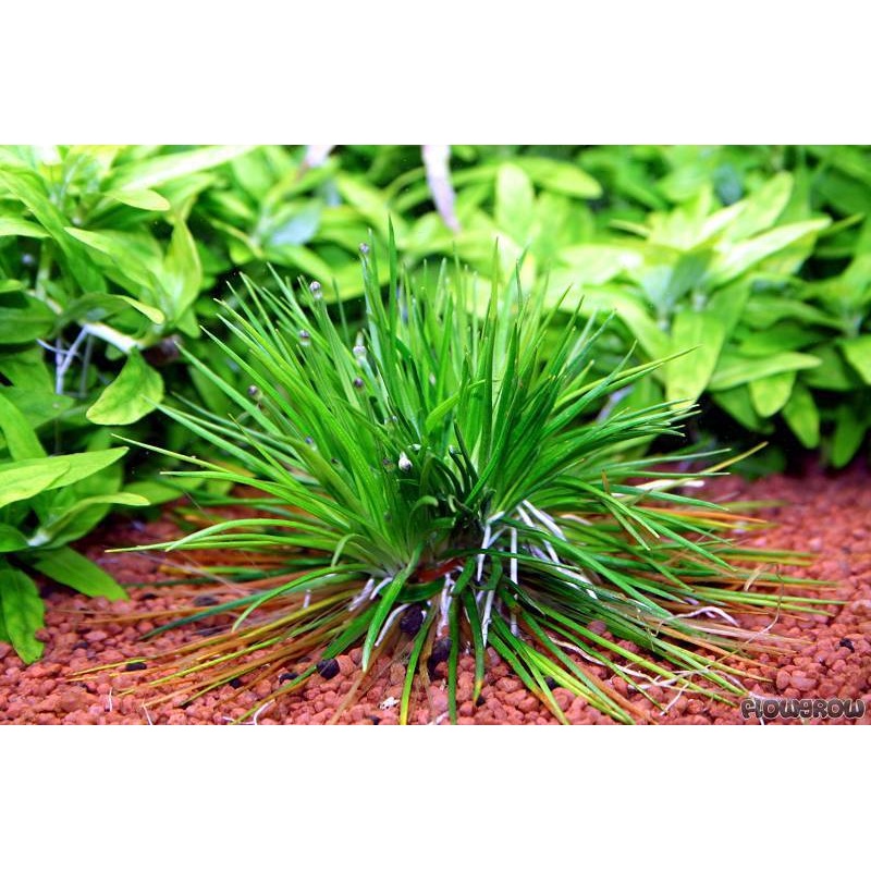 TCulture Eriocaulon Cinereum (TC Cup)