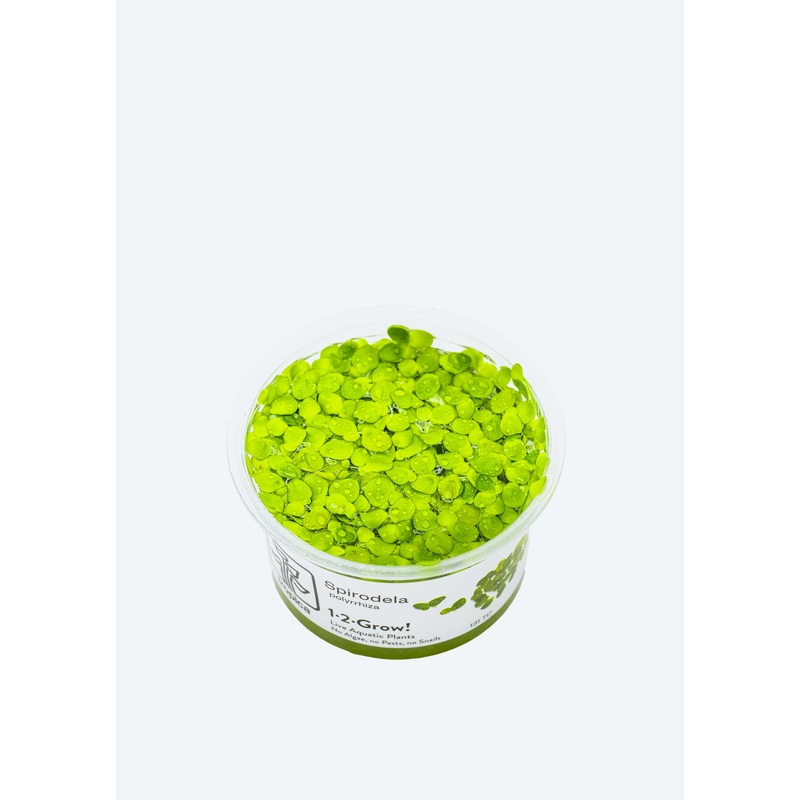 1-2-Grow! Spirodela polyrrhiza