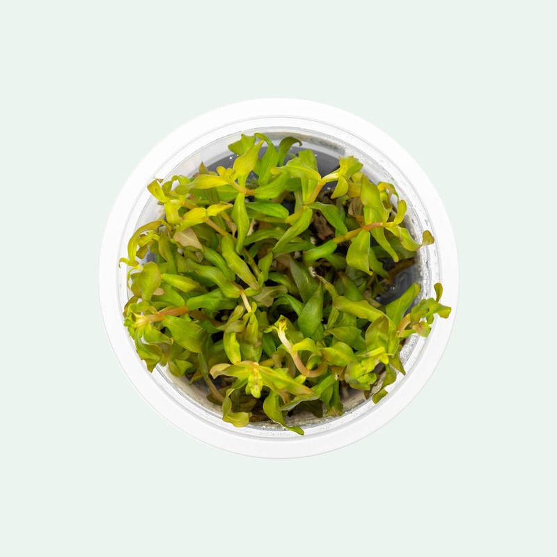 Ammania Gracilis Tissue Culture