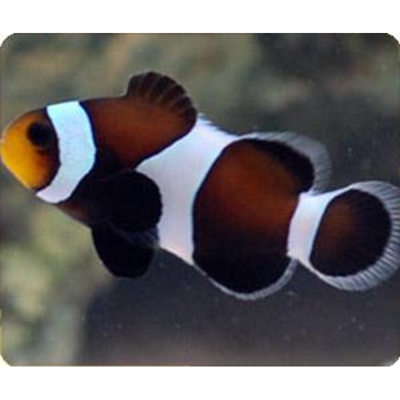 Black and White Ocellaris Clownfish Captive-bred