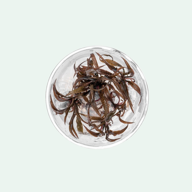 Cryptocoryne Spiralis Red Tissue Culture