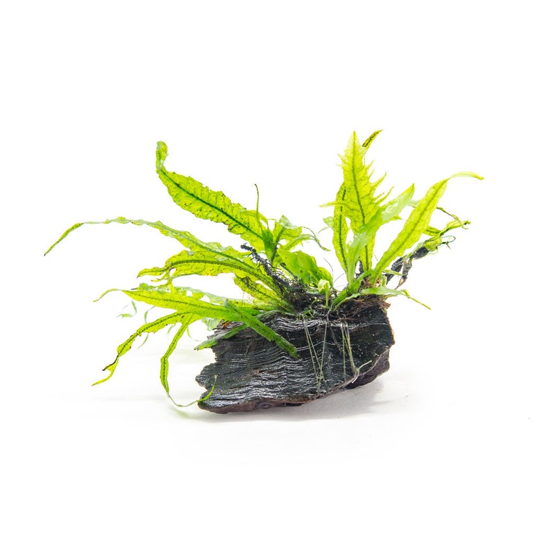 Narrow Leaf Java Fern (Microsorum pteropus) on 3+ inch Driftwood