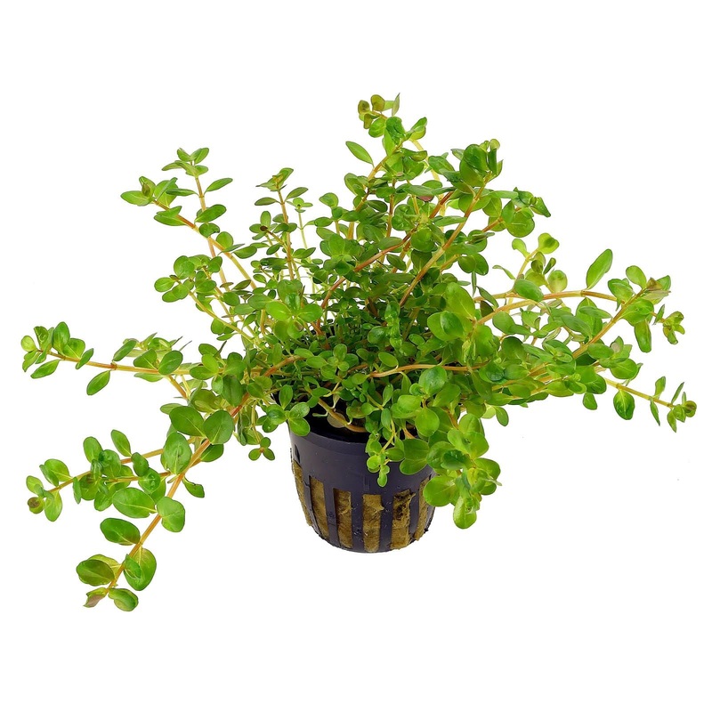 TCulture Rotala Rotundifolia (Pot/TC Cup)