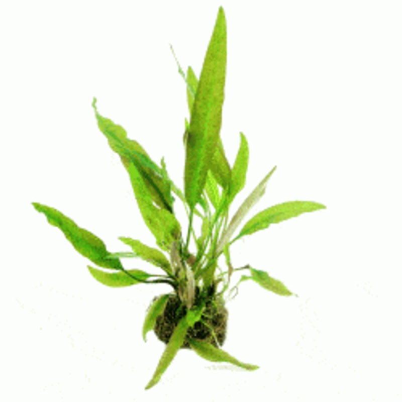 Dennerle Cryptocoryne usteriana In-Vitro