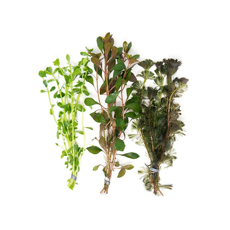 Stem Plant Combo – Beginner Aquarium Plants: Moneywort,  Dark Red Ludwigia, and Green Cabomba