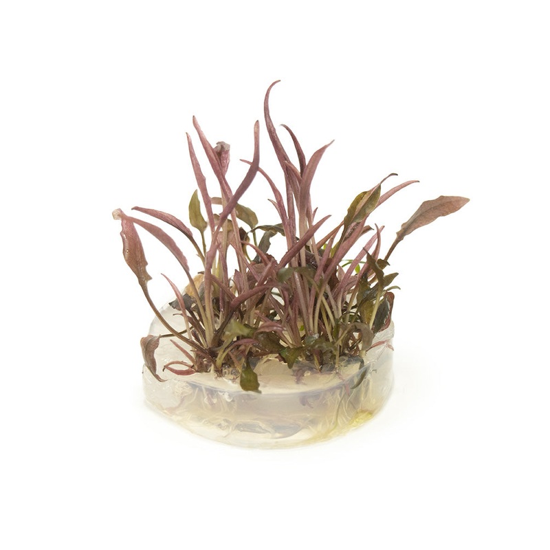 Cryptocoryne sp. “Flamingo” Tissue Culture