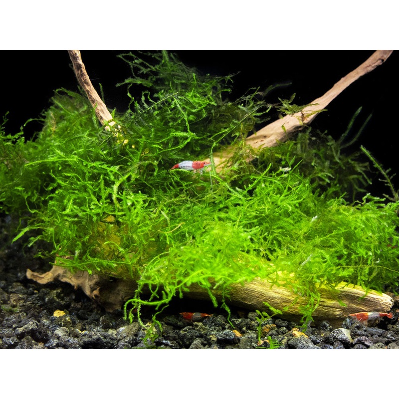 Deluxe Java Moss (Taxiphyllum barbieri / Vesicularia dubyana), Loose Portion