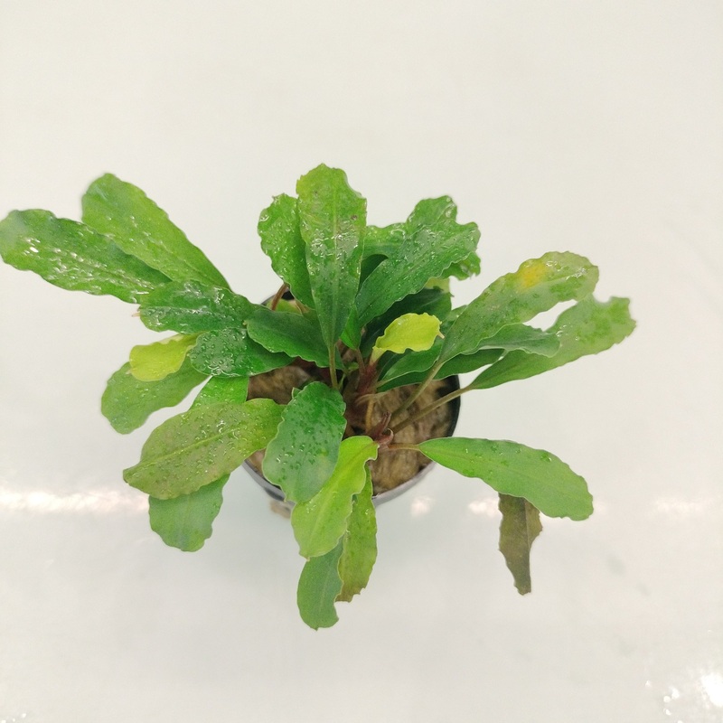 TCulture Bucephalandra Green Gecko (Pot)