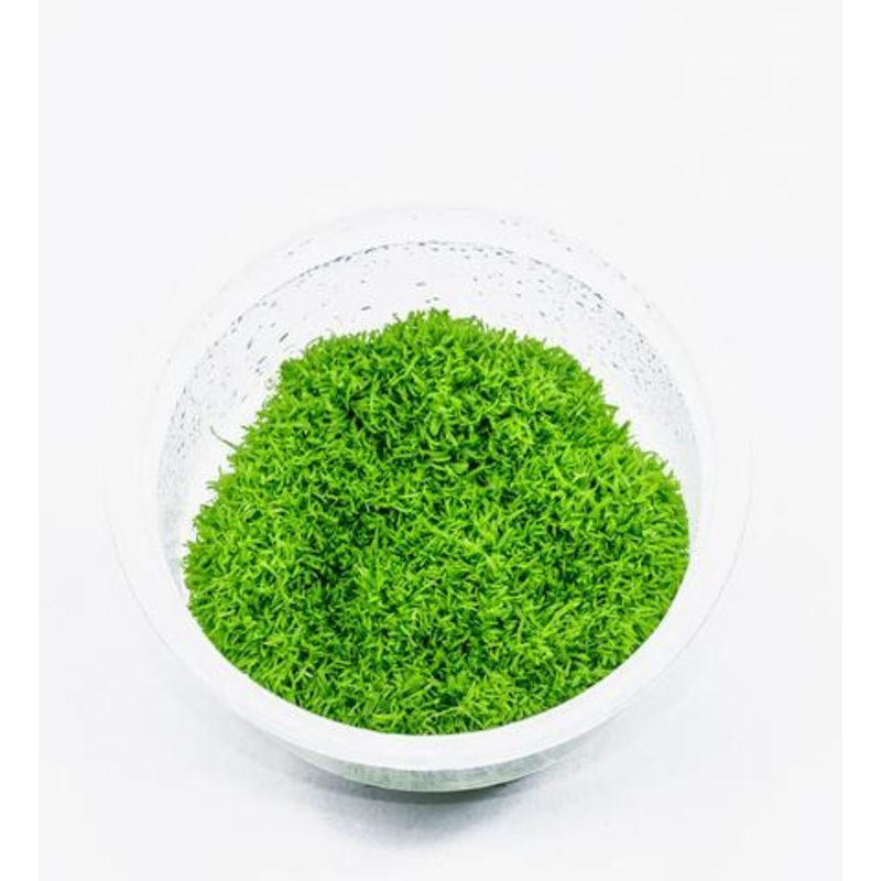 TCulture Riccia Fluitans (TC Cup)