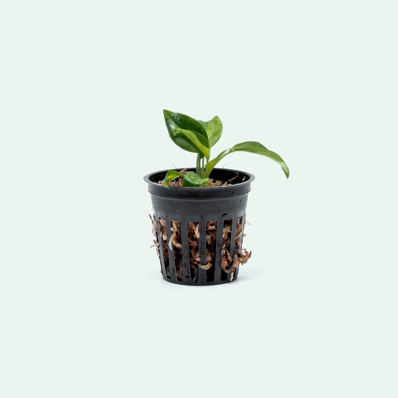Philodendron Burle Marx Variegated – Bare Root