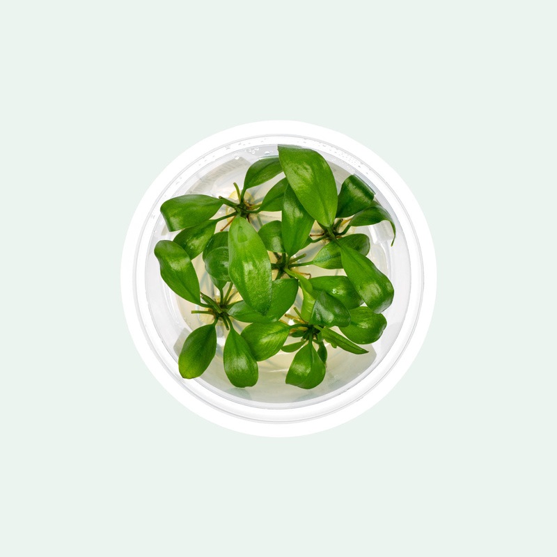 Anubias Barteri ‘Gigantea’