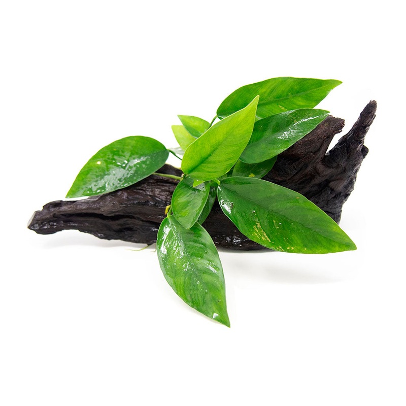 Anubias Frazeri on 6+ inch Driftwood