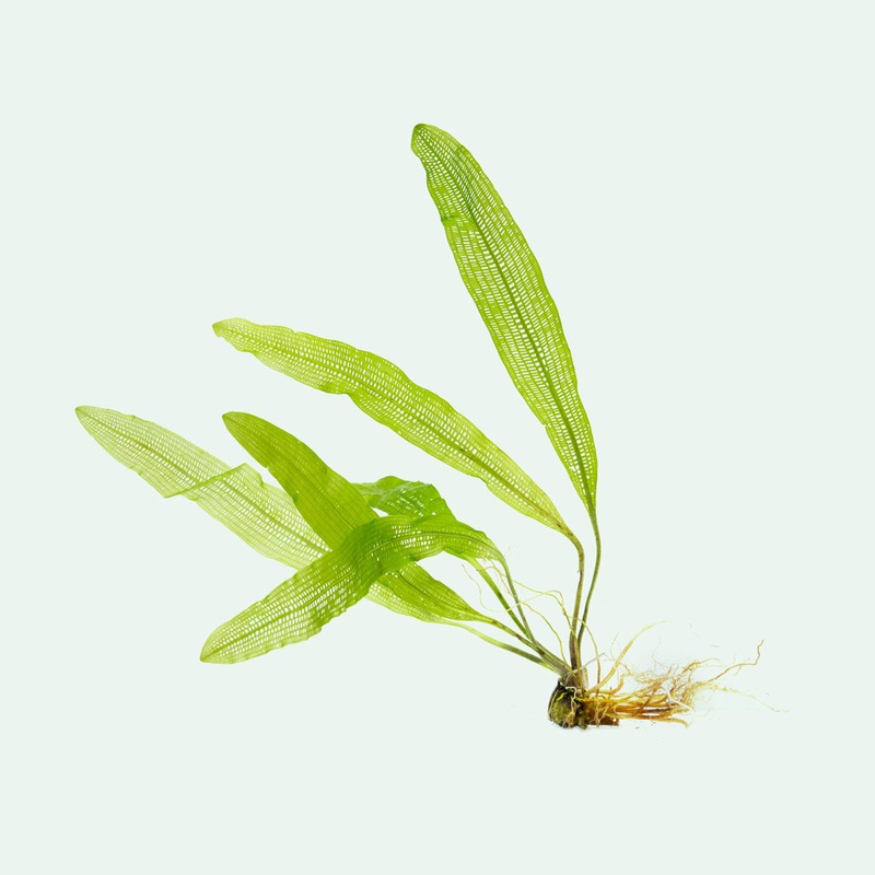 Aponogeton Henkelianus