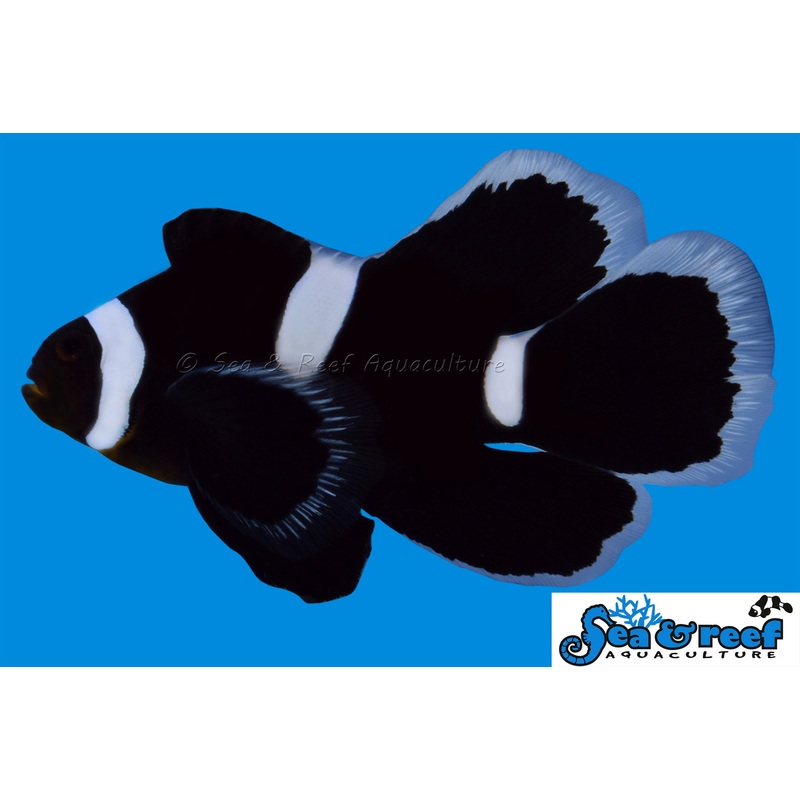 Clown – Ocellaris Black LongFin