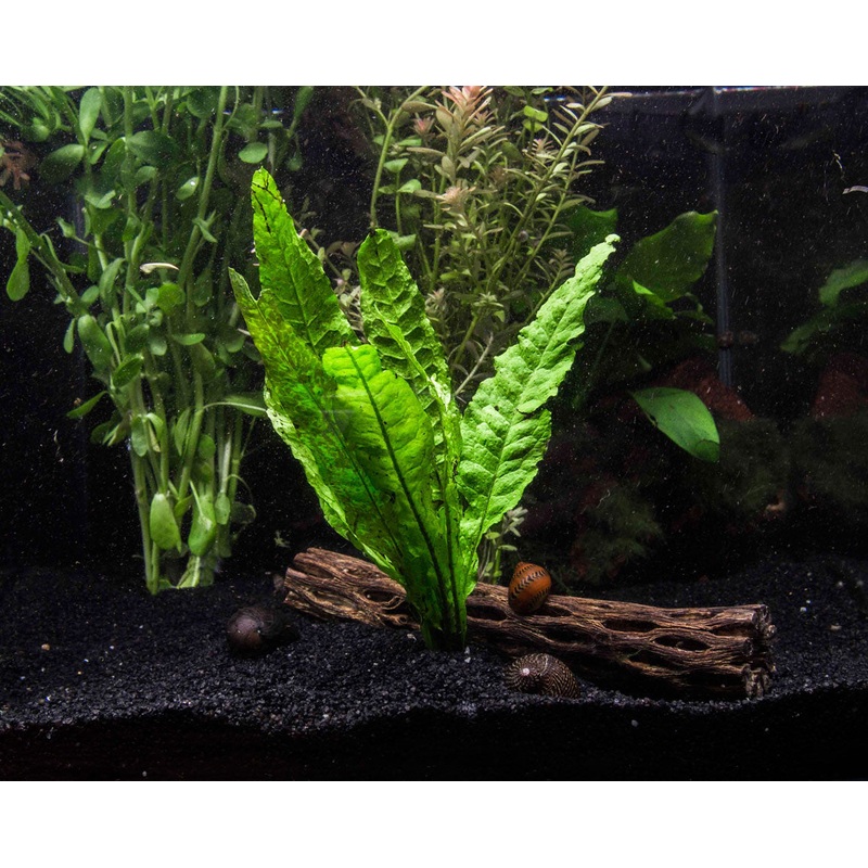 EASY Aquarium Plant Package (30-55 Gallon) – Java Moss, Marimo Moss Balls, Moneywort, Anubias sp., and Java Fern