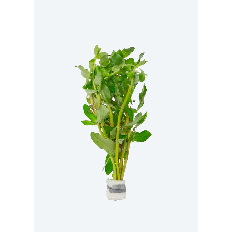 Nesaea pedicellata ‘golden’