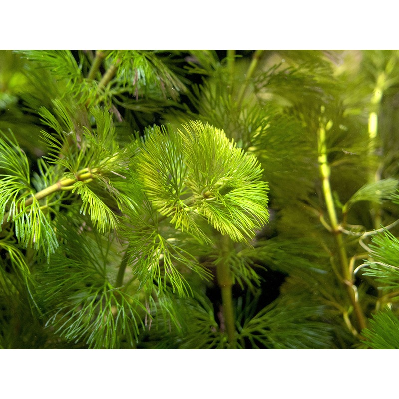 Purple / Green Cabomba (Cabomba pulcherrima), Bunched