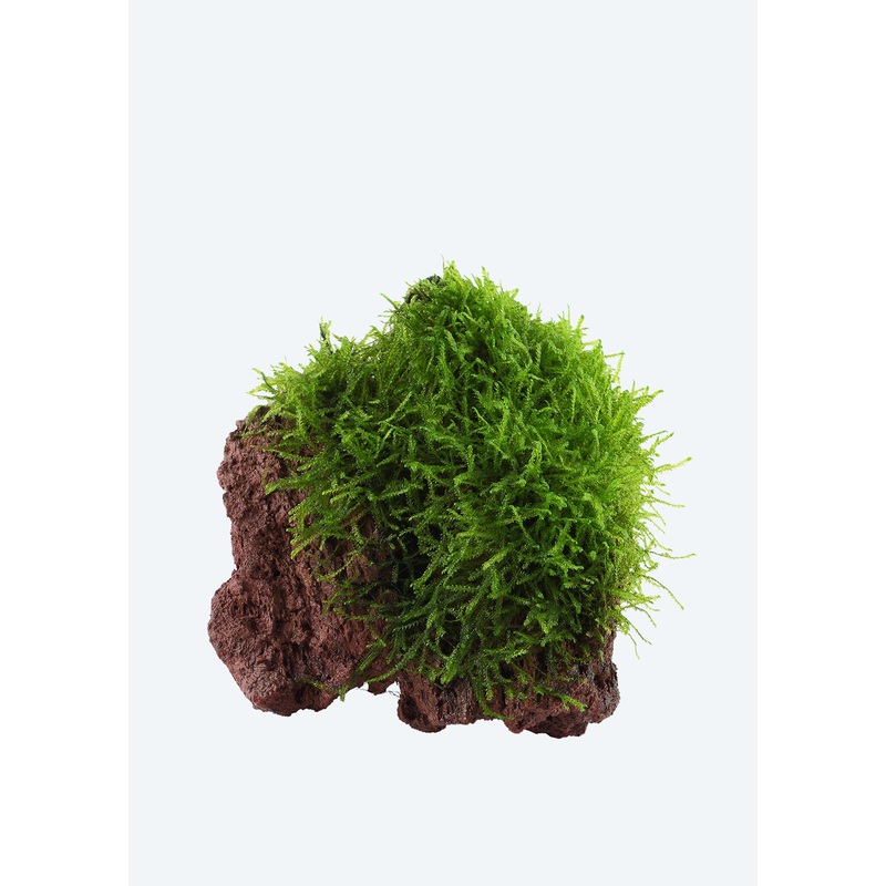 Taxiphyllum barbieri on Stone