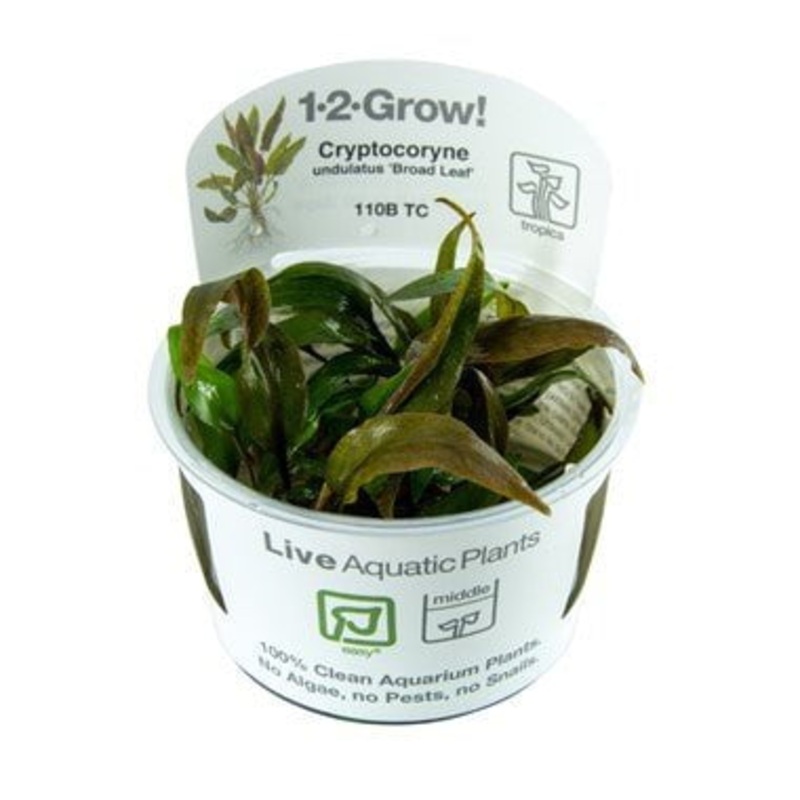 Tropica Cryptocoryne undulata ‘Broad Leaf’ 1-2-GROW!