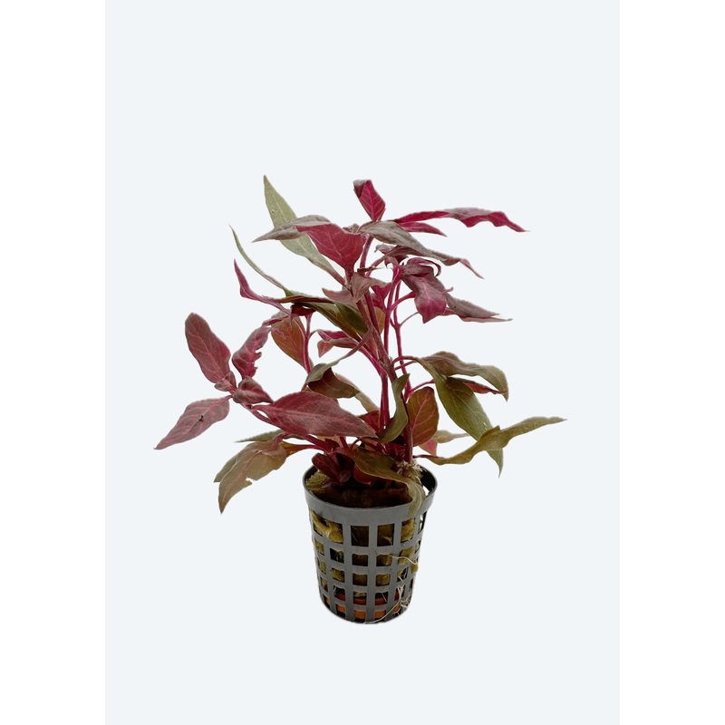 Alternanthera reineckii Variegata