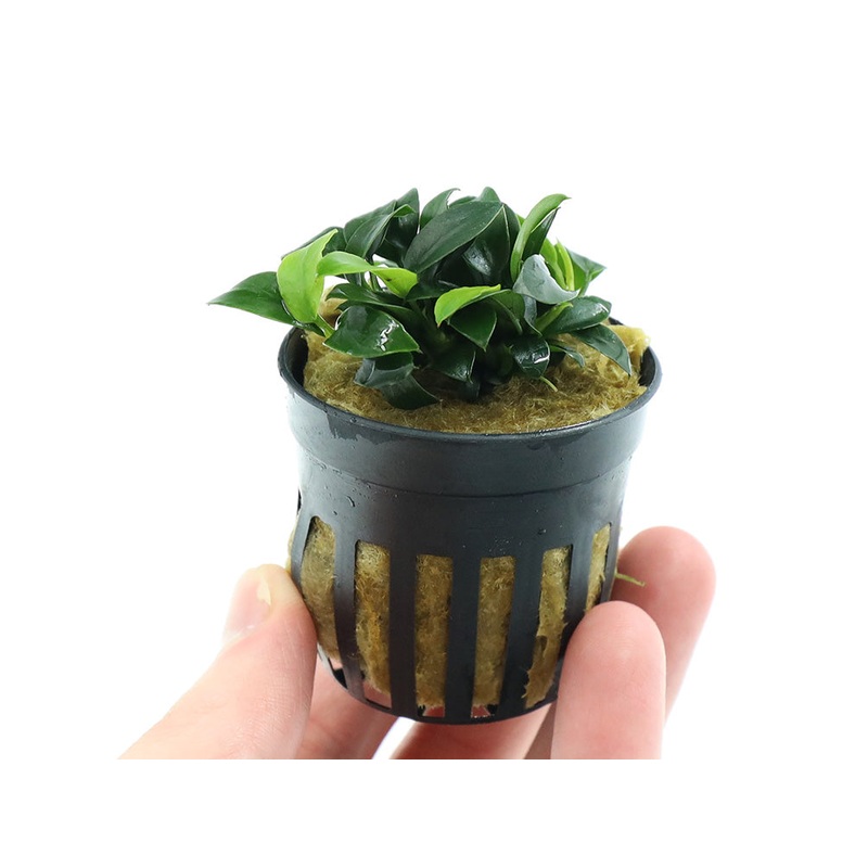 Anubias Jungle Star ( Anubias Barteri “Jungle Star”)