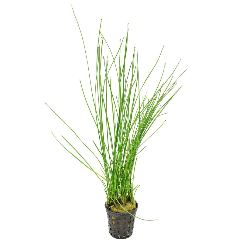 Tropica Eleocharis Montevidensis in Pot